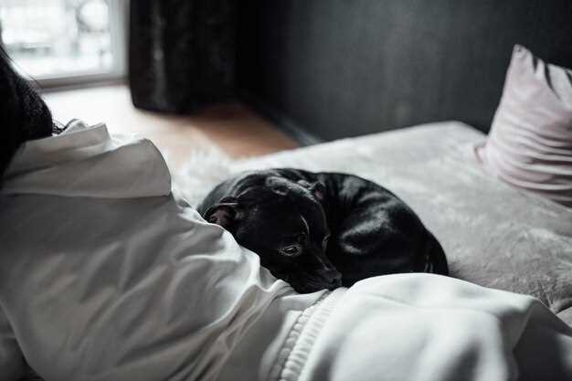 К чему снится черная собака женщине-незамушней: толкование и значение сна